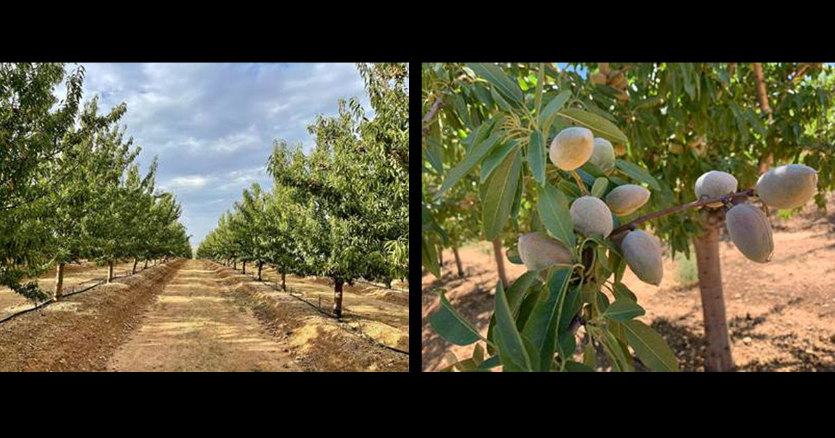South African almonds – our new local hero