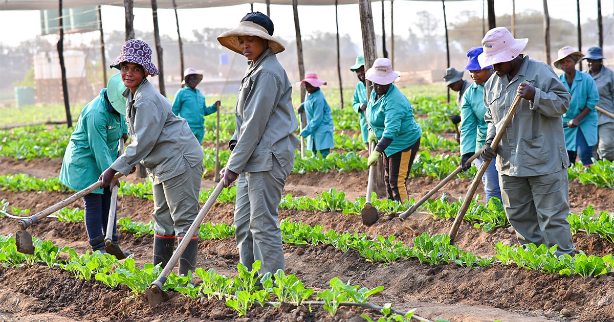 Freedom that feeds communities: how local ownership and small farmers build economic inclusion